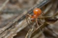 /album/linyphiidae/nematogmus-sanguinolentus-r2-jpg/